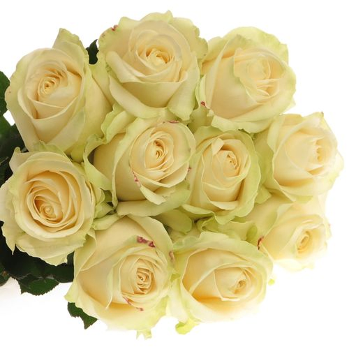 Rose creme Four Seasons 80cm