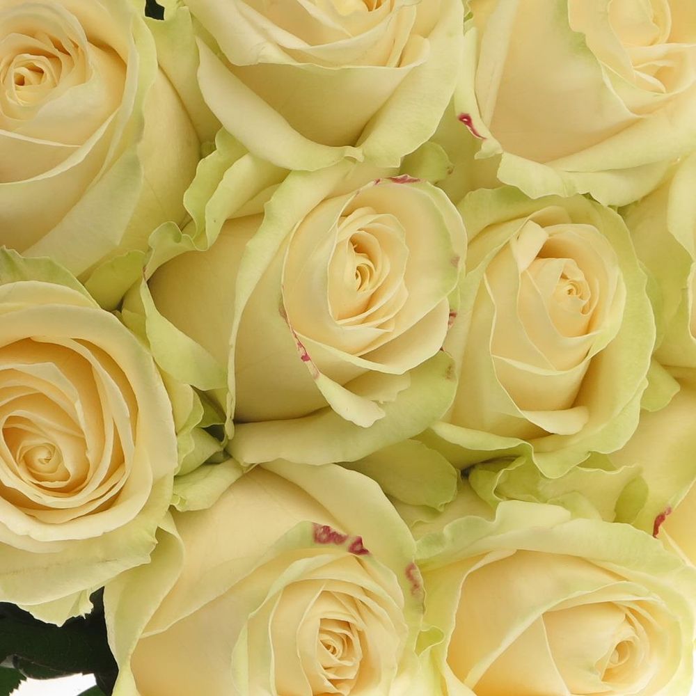 Rose creme Four Seasons 80cm