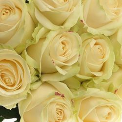 Rose creme Four Seasons 80cm