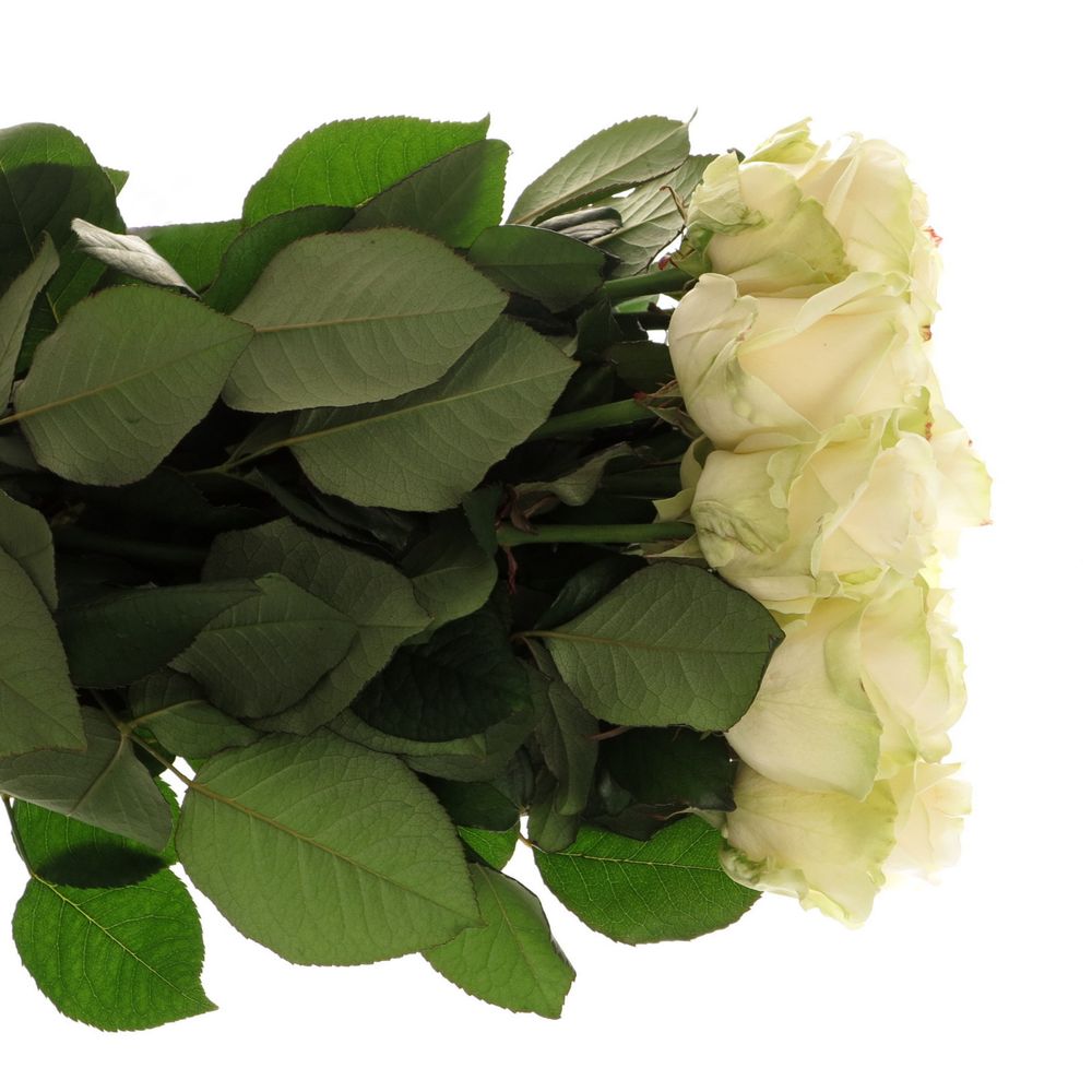 Rose creme Four Seasons 80cm
