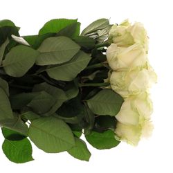 Rose creme Four Seasons 80cm