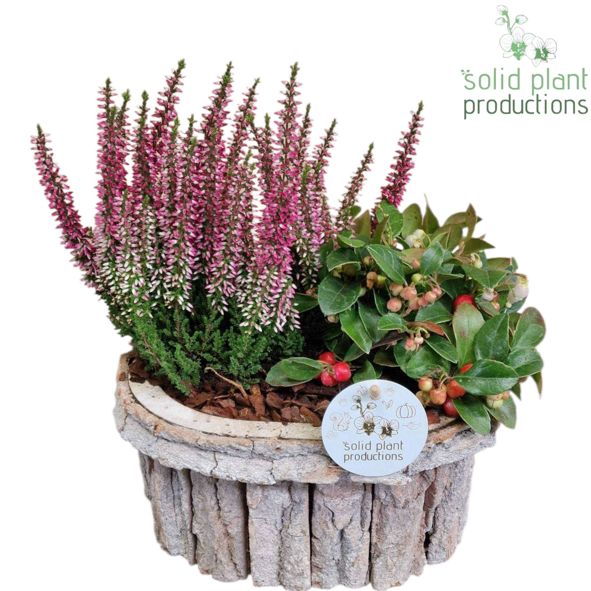 Garten.Arr BOS005 Herbst T22 H038