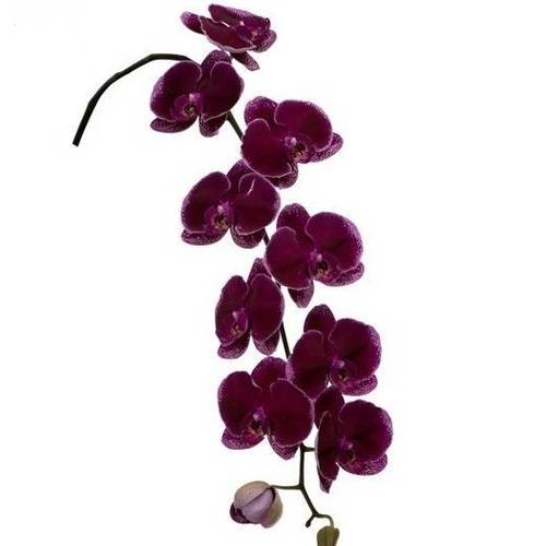 Phalaenopsis lila Lie de Vin 80cm 10 Bis 14 Blüte