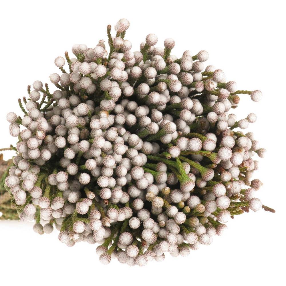 Brunia weiss Noduliflora verzweigt 40cm
