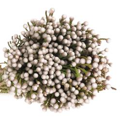 Brunia weiss Noduliflora verzweigt 40cm