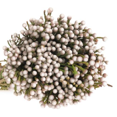 Brunia weiss Noduliflora verzweigt 40cm