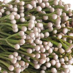 Brunia weiss Noduliflora verzweigt 40cm