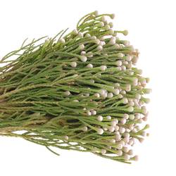 Brunia weiss Noduliflora verzweigt 40cm