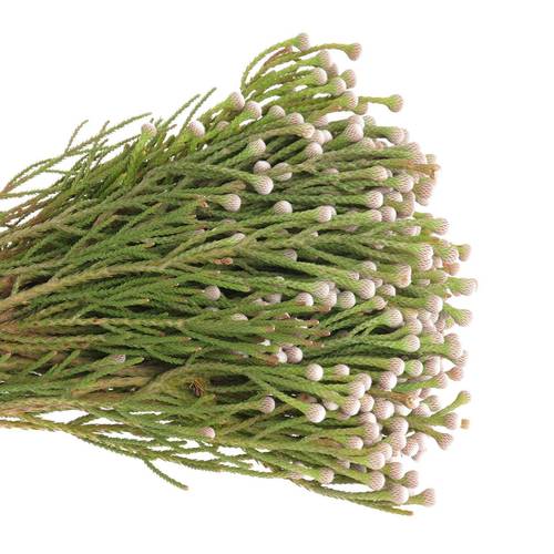Brunia weiss Noduliflora verzweigt 40cm