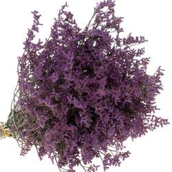 Limonium lila Shooting Star 30 Gramm 70cm