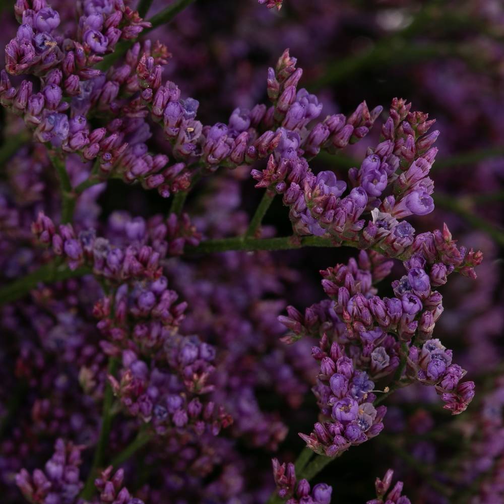 Limonium lila Shooting Star 30 Gramm 70cm