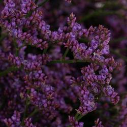 Limonium lila Shooting Star 30 Gramm 70cm
