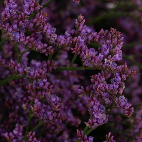 Limonium lila Shooting Star 30 Gramm 70cm