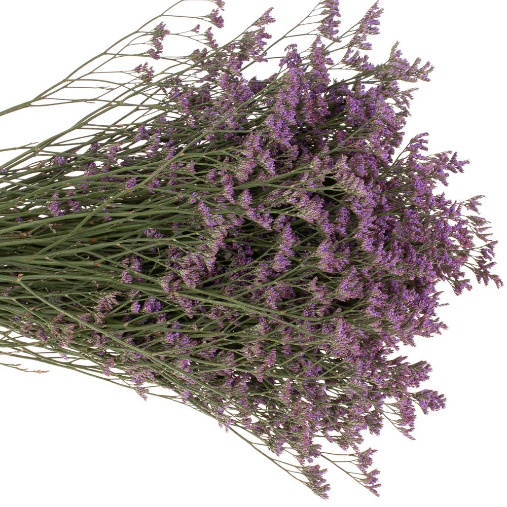Limonium lila Shooting Star 30 Gramm 70cm