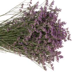 Limonium lila Shooting Star 30 Gramm 70cm