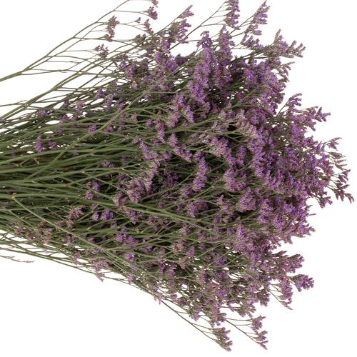 Limonium lila Shooting Star 30 Gramm 70cm