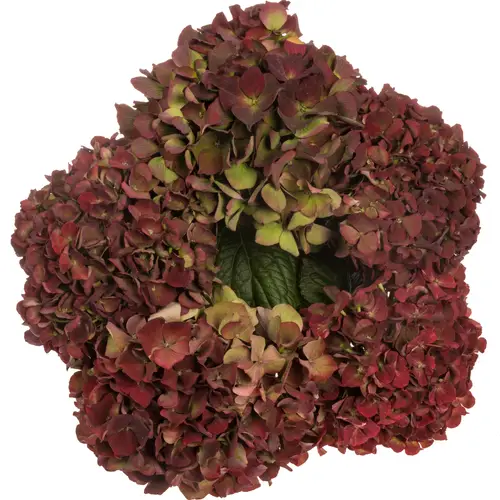 Hortensie dunkel rot Pink Ruby classic Bol 14cm 40cm