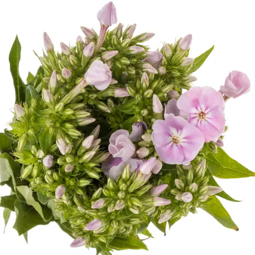 Phlox rosa Tender 45cm