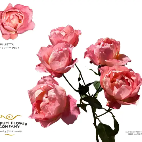 Rose verzweigt rosa Julietta Pretty Pink 50cm