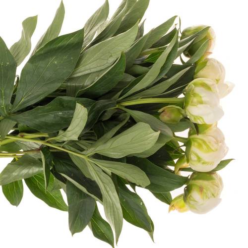 Pfingstrose weiss gefüllt Claude Tain 45cm