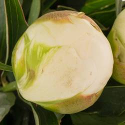 Pfingstrose weiss gefüllt Claude Tain 45cm
