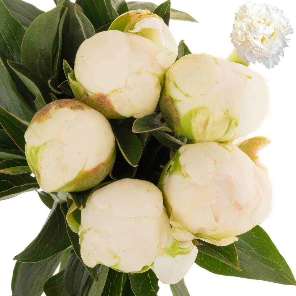 Pfingstrose weiss gefüllt Claude Tain 45cm