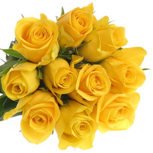 Rose gelb Yelloween 60cm