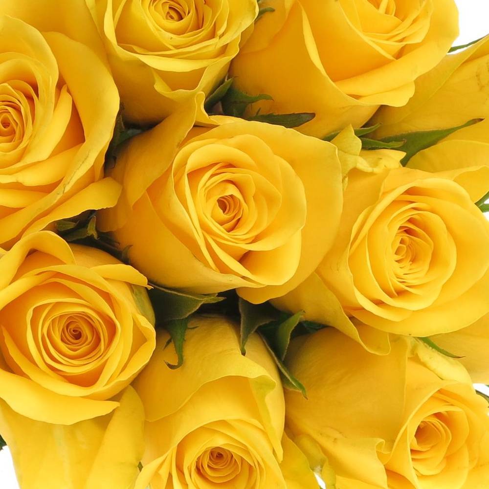 Rose gelb Yelloween 60cm