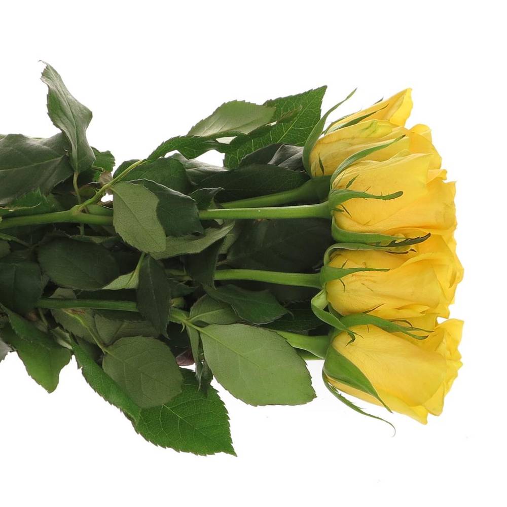 Rose gelb Yelloween 60cm