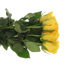 Rose gelb Yelloween 60cm