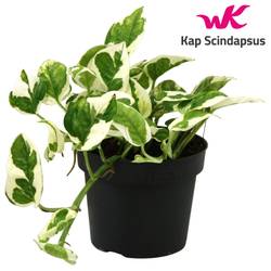 Scindapsus N'Joy T12 H015