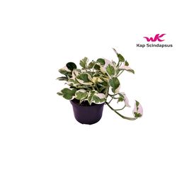 Scindapsus N'joy T12 H15