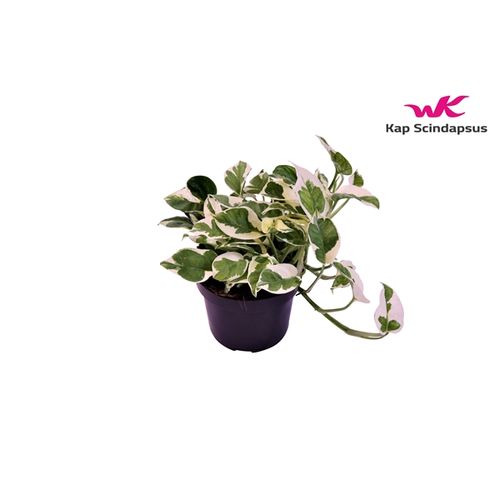 Scindapsus N'joy T12 H15