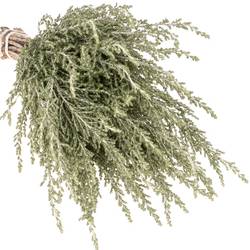Ozothanhus Grau/grün 50cm