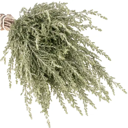 Ozothanhus Grau/grün 50cm