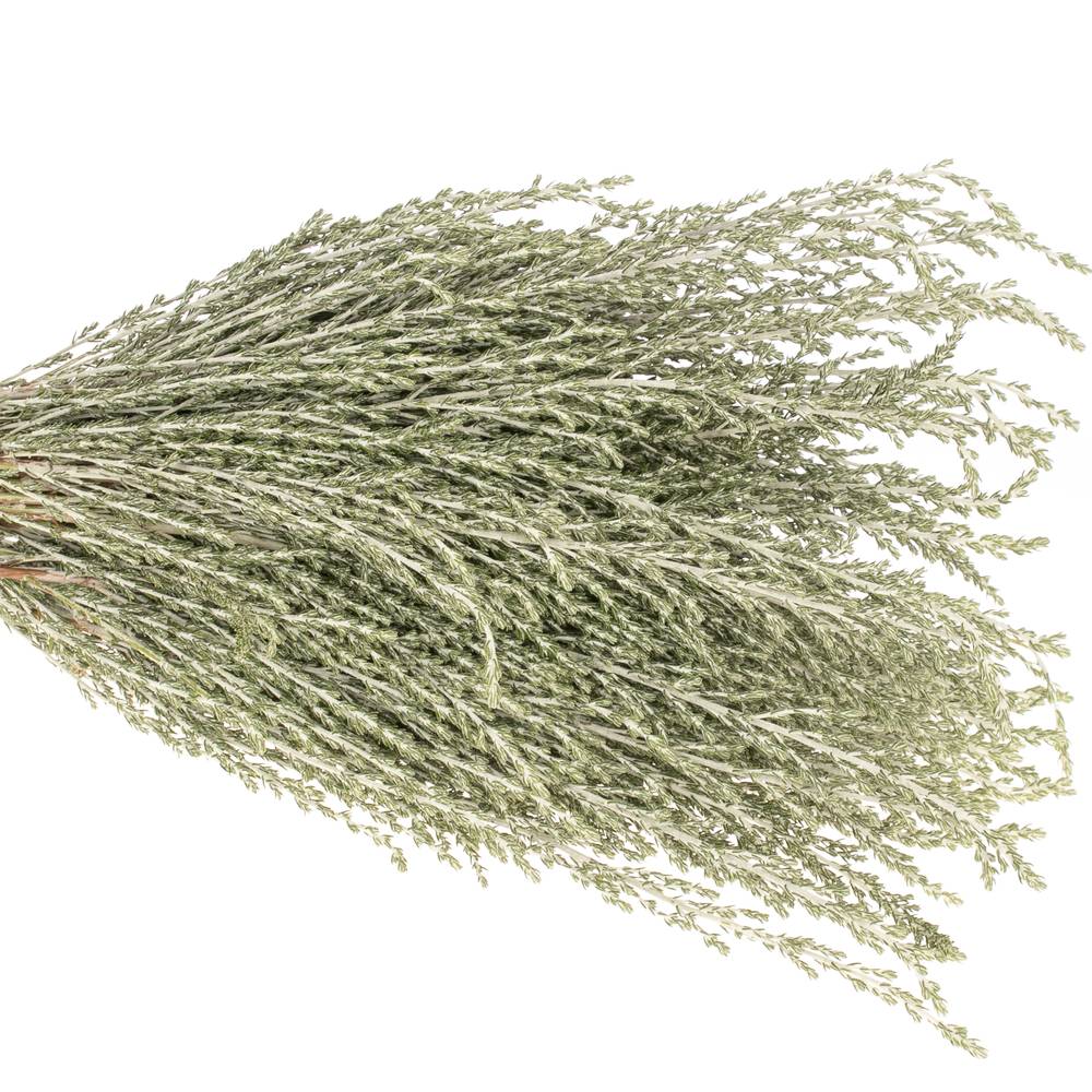 Ozothanhus Grau/grün 50cm