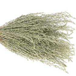 Ozothanhus Grau/grün 50cm