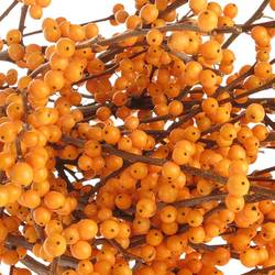Ilex orange Cresgold 80cm