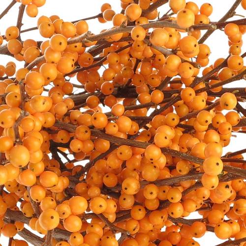 Ilex orange Cresgold 80cm
