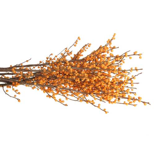 Ilex orange Cresgold 80cm