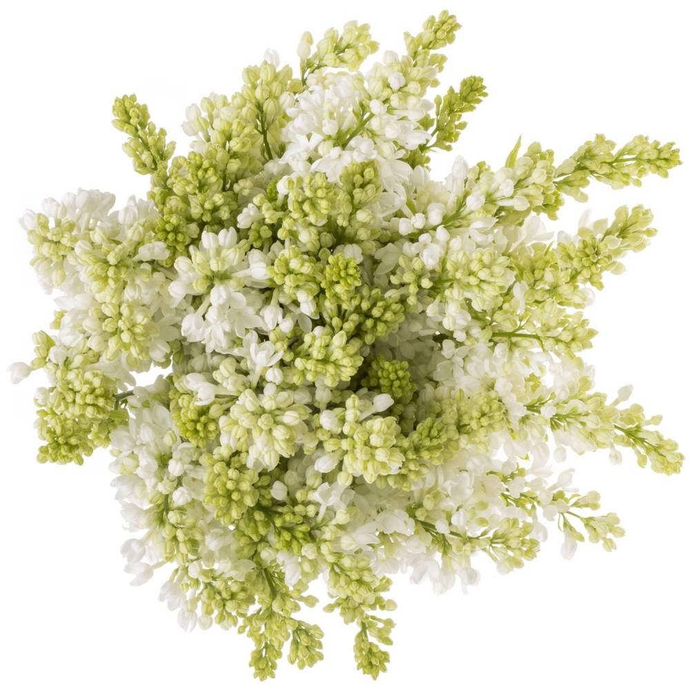 Flieder weiss Stepman 4 Kopf 40cm