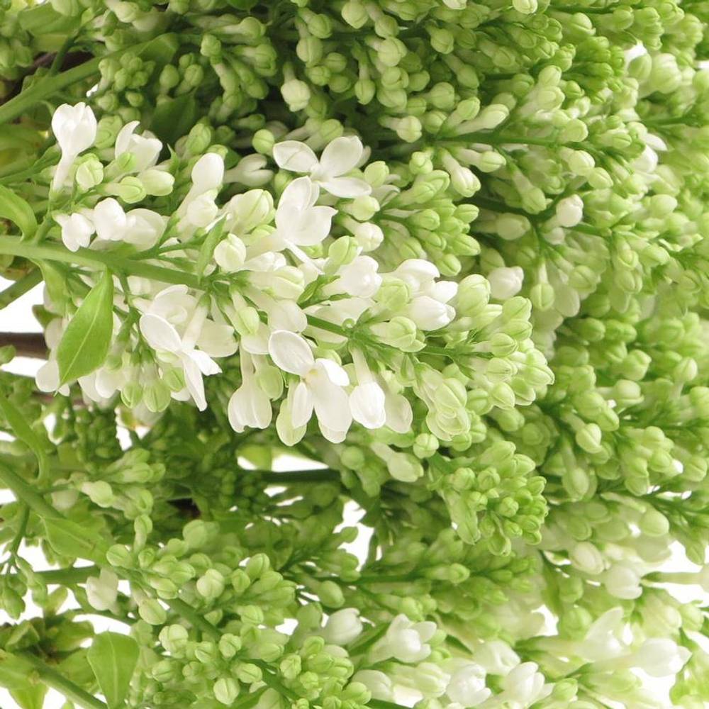 Flieder weiss Stepman 4 Kopf 40cm