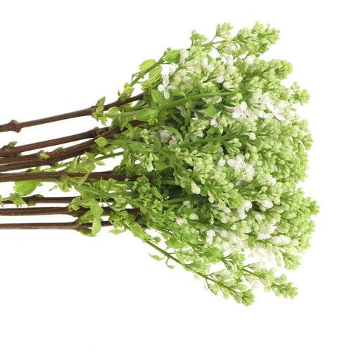 Flieder weiss Stepman 4 Kopf 40cm