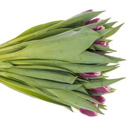 Tulpe lila San Martin 28 Gramm