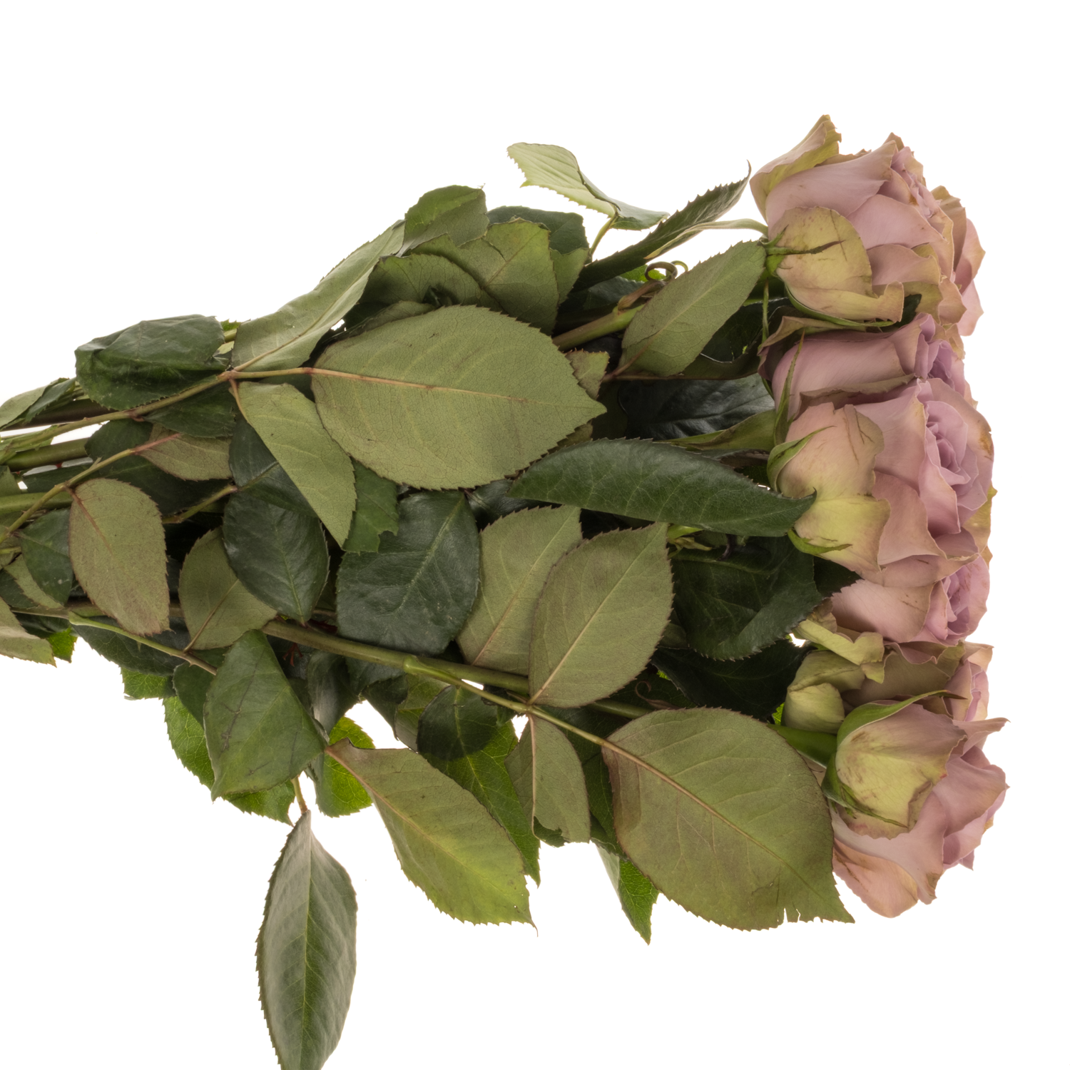 Rose lila/hell grün Tiara garten 50cm