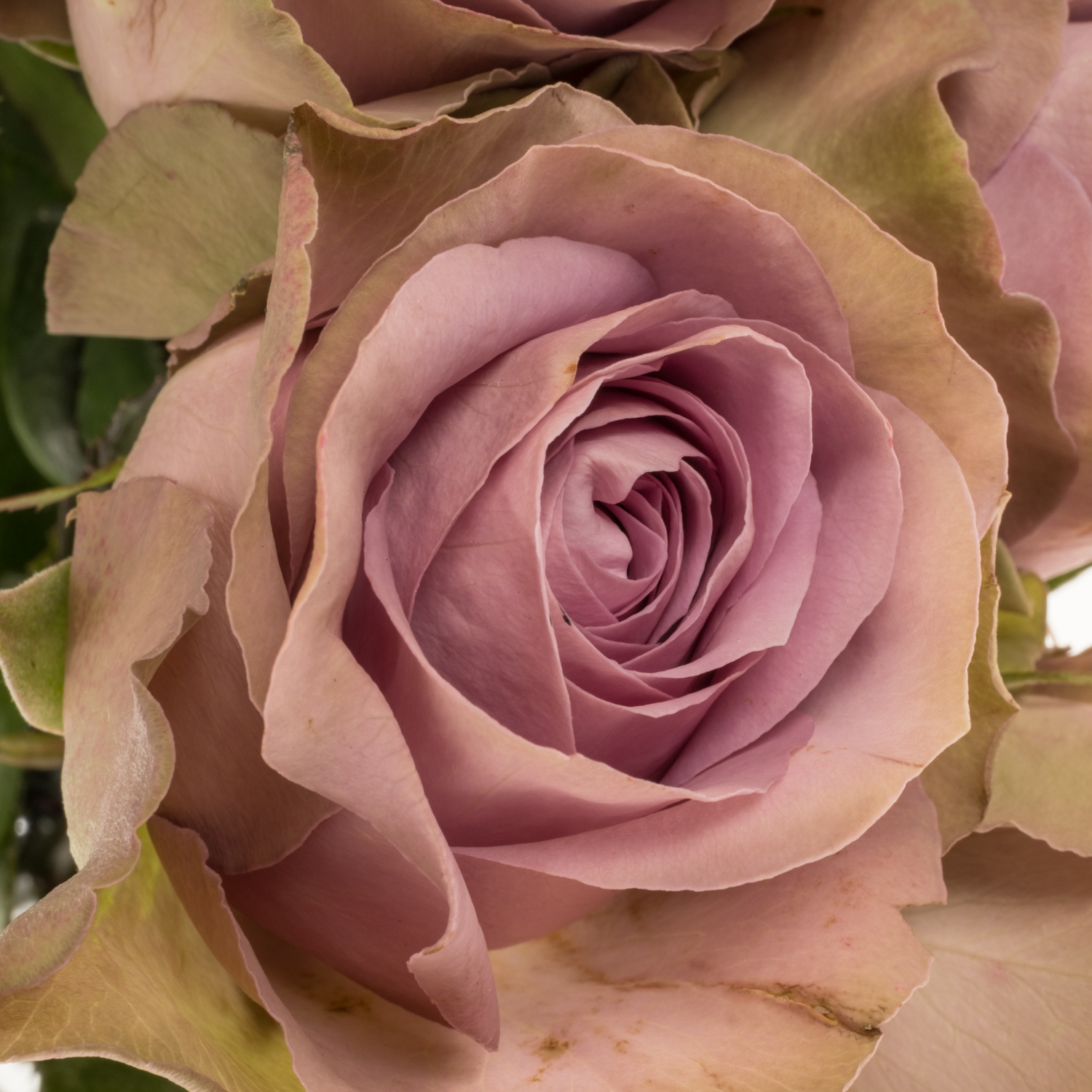 Rose lila/hell grün Tiara garten 50cm