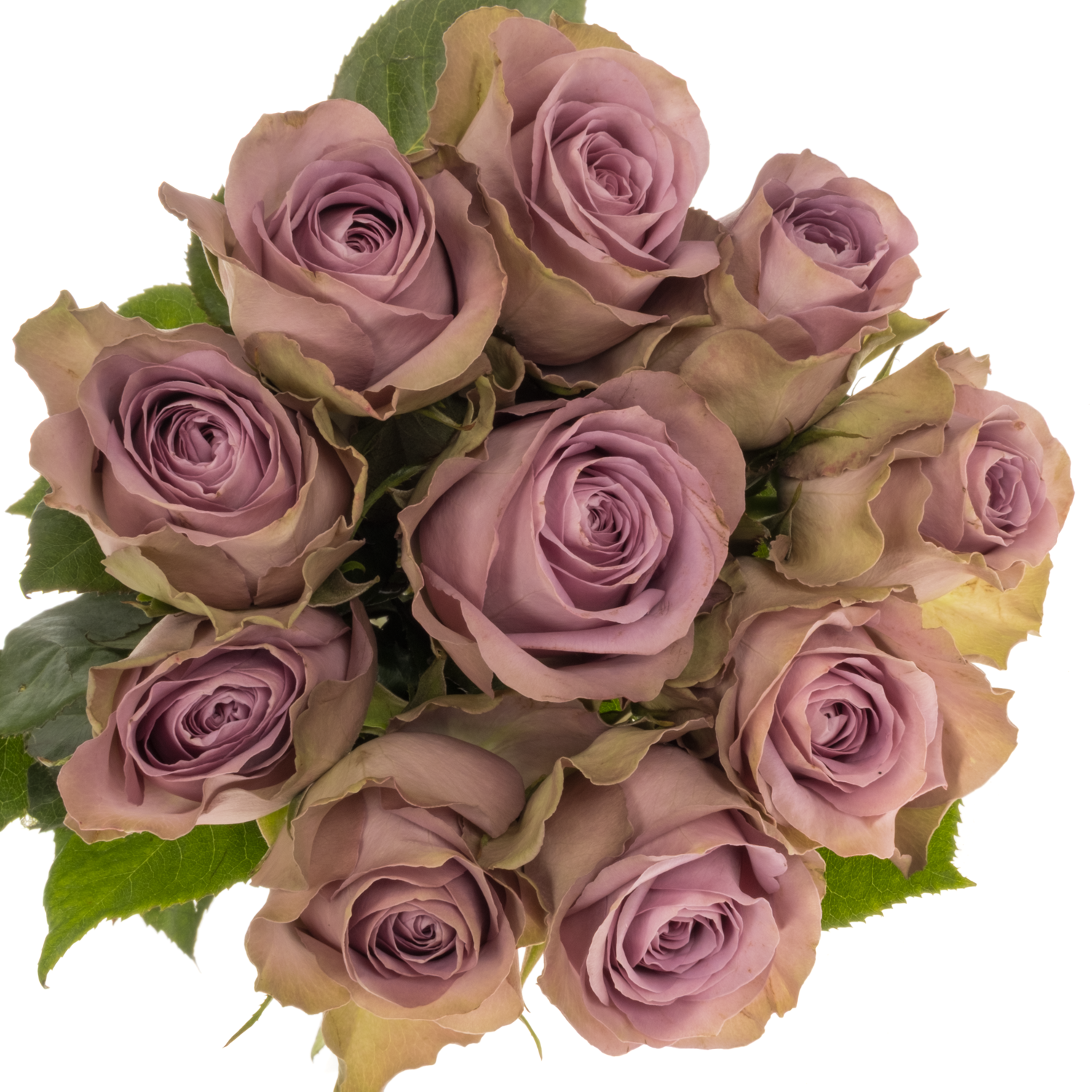 Rose lila/hell grün Tiara garten 50cm