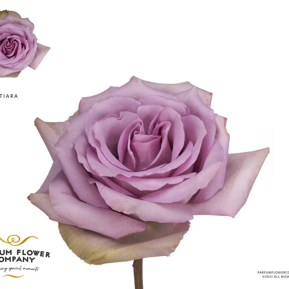 Rose milka Tiara 50cm Garten