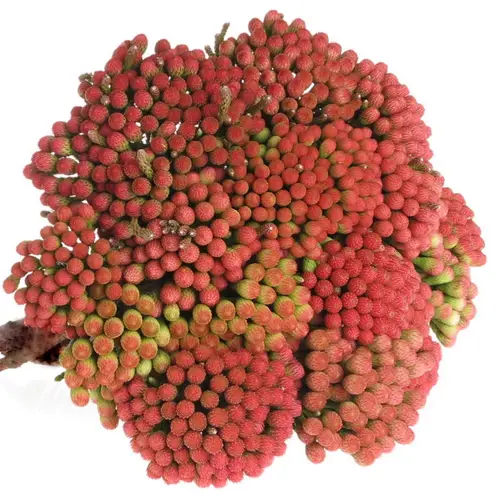 Brunia Laevis rot Natur 40cm