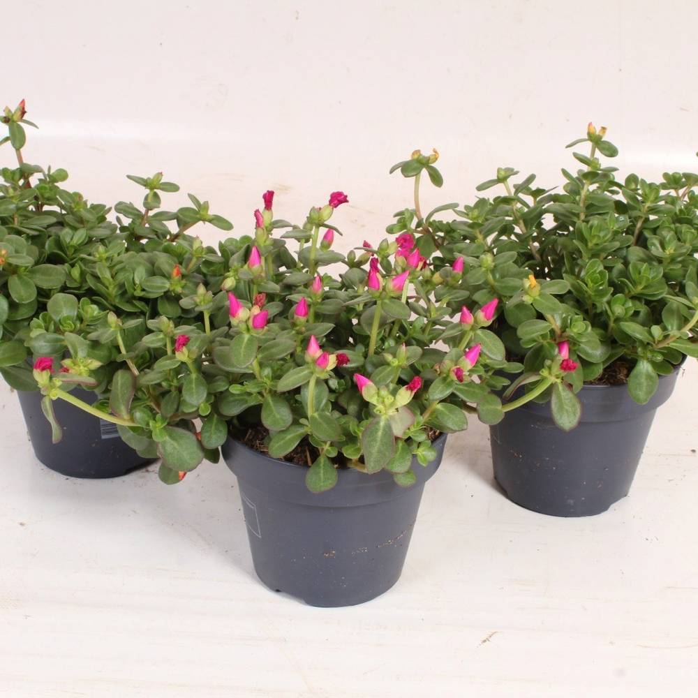 Portulaca mix Nano im Topf T15 H018